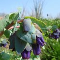 Cerinthe major fleur